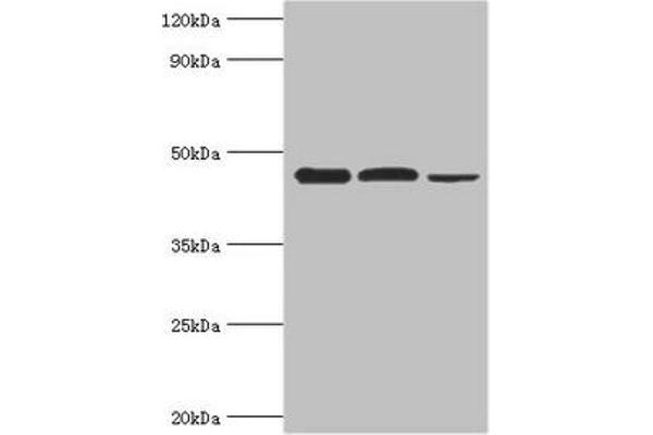 EIF4A1 antibody  (AA 167-406)