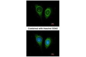 ICC/IF Image Immunofluorescence analysis of methanol-fixed HeLa, using FSTL1, antibody at 1:200 dilution. (FSTL1 antibody  (C-Term))