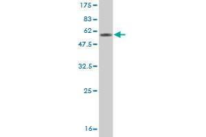 Western Blot detection against Immunogen (49. (CD7 antibody  (AA 21-240))