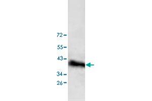 Western blot analysis of HepG2 cell lysate with DPF1 polyclonal antibody  at 1 : 200 dilution. (DPF1 antibody  (C-Term))