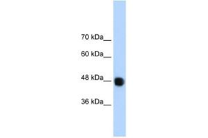 DAZAP1 antibody used at 1. (DAZAP1 antibody  (C-Term))