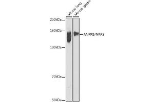 Western blot analysis of extracts of various cell lines, using ANPRB/NRP2 antibody (ABIN7268831) at 1:1000 dilution. (NPR2 antibody)