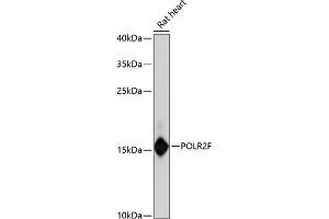 Western blot analysis of extracts of rat heart, using POLR2F antibody (ABIN6132561, ABIN6145919, ABIN6145921 and ABIN6222568) at 1:3000 dilution. (POLR2F antibody  (AA 1-127))