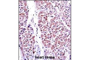 PTEN Antibody (C-term ) ((ABIN6242539 and ABIN6579043))immunohistochemistry analysis in formalin fixed and paraffin embedded human heart tissue followed by peroxidase conjugation of the secondary antibody and DAB staining. (PTEN antibody  (C-Term))