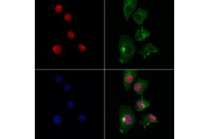 ABIN7093949 and ABIN7097993 staining Hela cells by IF/ICC. (EGLN3 antibody  (Internal Region))