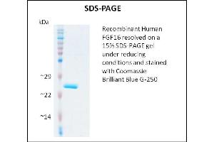 SDS-PAGE (SDS) image for Fibroblast Growth Factor 16 (FGF16) (Active) protein (ABIN5509484) (FGF16 Protein)