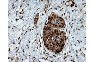 Immunohistochemical staining of paraffin-embedded liver tissue using anti-LTA4H mouse monoclonal antibody. (LTA4H antibody)