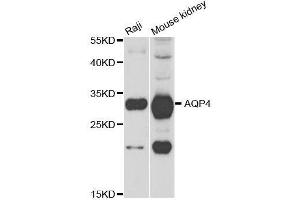 Western blot analysis of extracts of various cell lines, using AQP4 antibody. (Aquaporin 4 antibody  (AA 244-323))