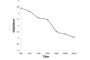 Antigen: 0. (ADCK2 antibody  (AA 545-626))