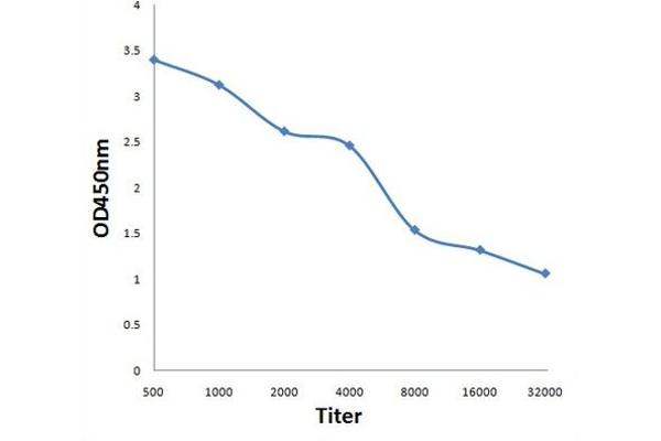 ADCK2 antibody  (AA 545-626)