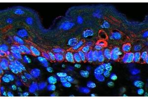 CCL9 antibody  (AA 22-122)