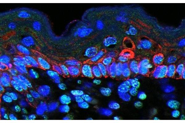 CCL9 antibody  (AA 22-122)
