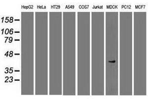 Image no. 6 for anti-SRY (Sex Determining Region Y)-Box 17 (SOX17) (AA 177-414) antibody (ABIN1491032) (SOX17 antibody  (AA 177-414))
