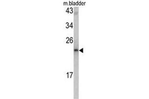 Western blot analysis of MCT-1 antibody (N-term) in mouse bladder tissue lysates (35ug/lane). (MCTS1 antibody  (N-Term))
