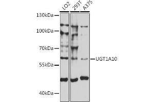 Western blot analysis of extracts of various cell lines, using UGT1 antibody (ABIN7271191) at 1:1000 dilution. (UGT1A10 antibody  (AA 50-150))