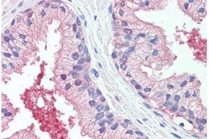 Anti-CADM2 antibody  ABIN960749 IHC staining of human prostate. (CADM2 antibody  (Extracellular Domain))