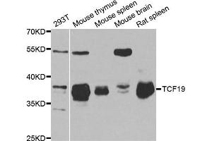 Western Blotting (WB) image for anti-Transcription Factor 19 (TCF19) antibody (ABIN1877133) (TCF19 antibody)