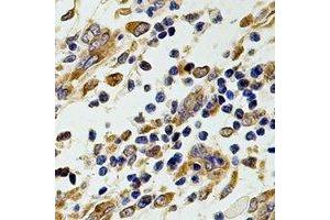 Immunohistochemical analysis of CCT2 staining in rat stomach formalin fixed paraffin embedded tissue section. (CCT2 antibody)