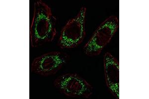 Immunofluorescence (IF) image for anti-Ornithine Aminotransferase (OAT) antibody (ABIN3003953) (OAT antibody)