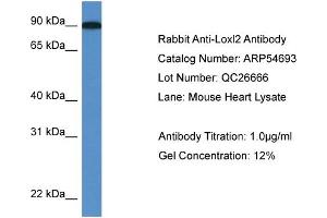 Western Blotting (WB) image for anti-Lysyl Oxidase-Like 2 (LOXL2) (C-Term) antibody (ABIN2785834) (LOXL2 antibody  (C-Term))