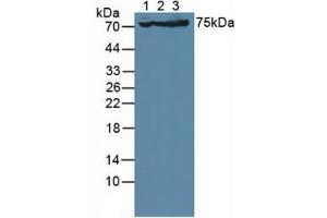 Figure. (Glutamate Receptor 3 antibody  (AA 649-823))