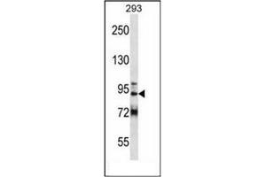 Western blot analysis of GCC1 Antibody (C-term) in 293 cell line lysates (35ug/lane).