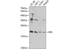 Western blot analysis of extracts of various cell lines, using DR1 antibody  at 1:1000 dilution. (DR1 antibody  (AA 1-176))