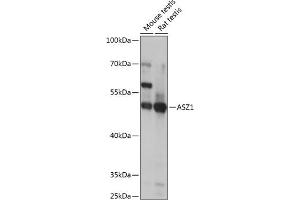 Western blot analysis of extracts of various cell lines, using  antibody  at 1:1000 dilution. (ASZ1 antibody  (AA 1-350))