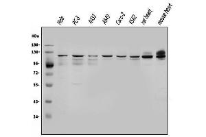 Western blot analysis of OGT using anti-OGT antibody (ABIN3043893). (OGT antibody  (C-Term))