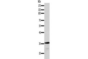 SYT9 antibody