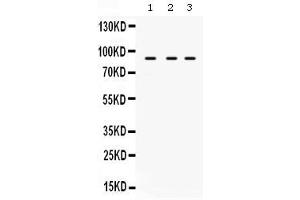Western blot analysis of AFG3L2 expression in rat brain extract ( Lane 1), mouse spleen extract ( Lane 2) and U87 whole cell lysates ( Lane 3). (AFG3L2 antibody  (AA 168-250))