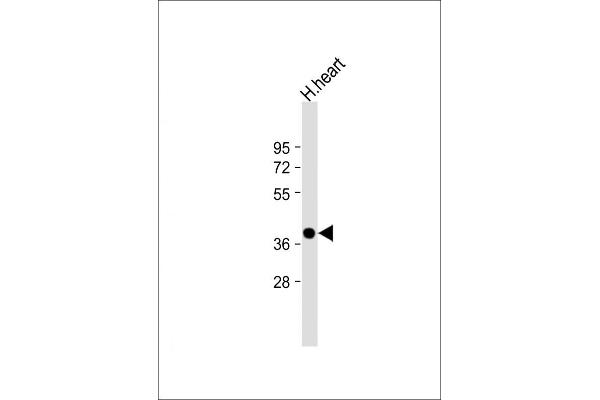 NMNAT1 抗体  (AA 200-232)