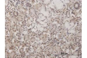 Immunoperoxidase of monoclonal antibody to GSC on formalin-fixed paraffin-embedded human salivary gland. (GSC antibody  (AA 78-186))