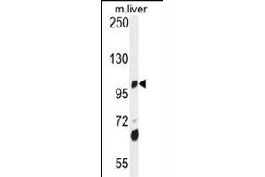 DHTKD1 Antibody (Center) (ABIN654672 and ABIN2844367) western blot analysis in mouse liver tissue lysates (35 μg/lane). (DHTKD1 antibody  (AA 392-421))