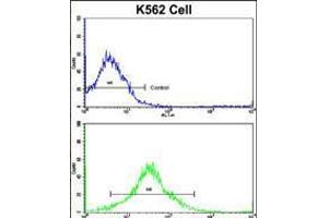 Flow cytometric analysis of K562 cells using MMP19 Antibody (bottom histogram) compared to a negative control cell (top histogram).