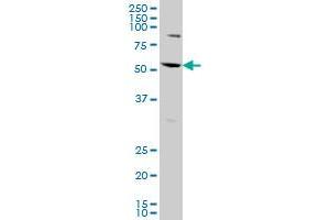 AATF monoclonal antibody (M09), clone 2H6 Western Blot analysis of AATF expression in HeLa . (AATF antibody  (AA 151-250))