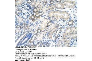 Human kidney (EZH2 antibody  (N-Term))