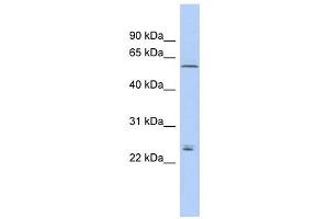 Claudin 15 antibody used at 1 ug/ml to detect target protein. (Claudin 15 antibody  (Middle Region))