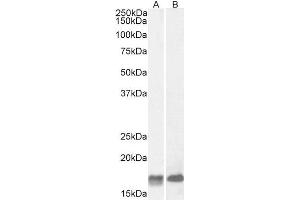 ABIN571062 (2µg/ml) staining of Mouse (A) and Rat (B) Brain lysate (35µg protein in RIPA buffer). (GAL antibody  (Internal Region))
