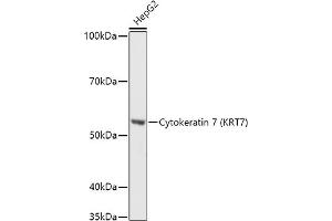 Western blot analysis of extracts of HepG2 cells, using Cytokeratin 7 (KRT7) antibody (ABIN6129292, ABIN6143037, ABIN6143039 and ABIN6215559) at 1:1000 dilution. (Cytokeratin 7 antibody  (AA 1-94))