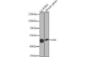 Western blot analysis of extracts of various cell lines, using CSK Rabbit pAb (ABIN7265975) at 1:1000 dilution. (CSK antibody  (AA 1-200))