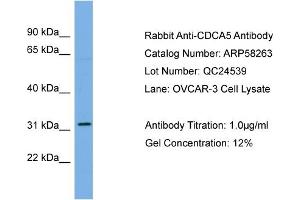 WB Suggested Anti-CDCA5  Antibody Titration: 0. (CDCA5 antibody  (Middle Region))