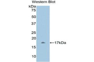 Western Blotting (WB) image for anti-Urocortin 3 (UCN3) (AA 22-161) antibody (ABIN1860902) (UCN3 antibody  (AA 22-161))