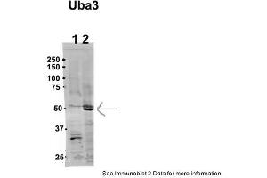 Sample Type: 1. (UBA3 antibody  (N-Term))