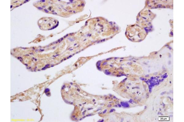 CD235b/GYPB antibody  (AA 21-91)
