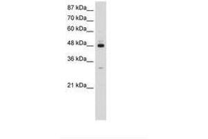 Image no. 2 for anti-Poly(A) Binding Protein Interacting Protein 1 (PAIP1) (AA 322-371) antibody (ABIN203111) (PAIP1 antibody  (AA 322-371))
