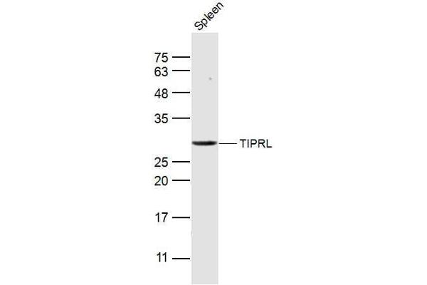 TIPRL antibody  (AA 51-150)