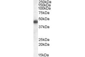 Western Blotting (WB) image for anti-Apolipoprotein L, 1 (APOL1) (C-Term) antibody (ABIN2466595) (APOL1 antibody  (C-Term))
