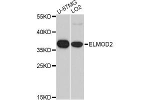 Western blot analysis of extracts of various cell lines, using ELMOD2 antibody (ABIN5975660) at 1/1000 dilution.