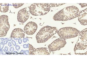 Immunohistochemical analysis of paraffin-embedded Mouse testis tissue. (SMAD2 antibody)